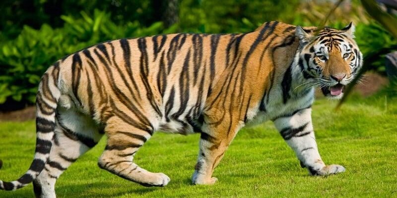 Giới thiệu qua về hình ảnh con hổ
